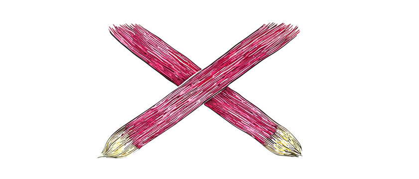 투명한 배경에 교차된 붉은색 루바브 줄기 일러스트