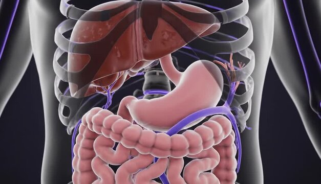 3D medical illustration of human gastrointestinal tract inside the body, functioning digestive system anatomy