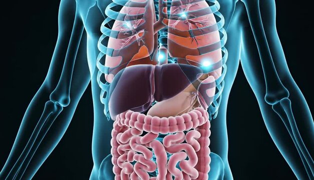 3D anatomy of human internal organs with highlighted gastrointestinal tract, liver, stomach and intestines inside the body