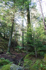 Forest trail through dense green woodland.