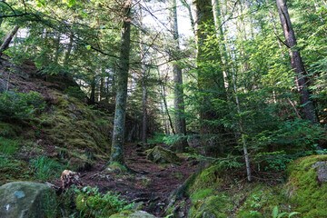 Forest trail through dense green woodland.