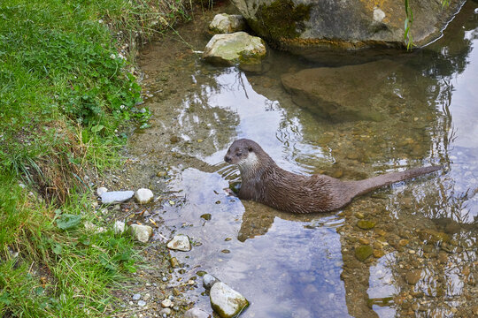 Otter lounging in the water.