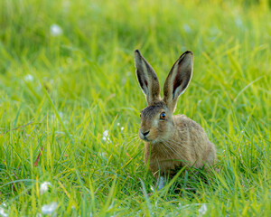Fototapeta premium Common European hare. Popular farmland animal.