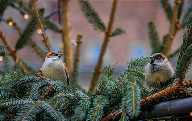 Sparrows perched on a festive fir branch, Christmas market, Bern, Switzerland