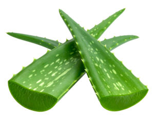 Crossed fresh green aloe vera leaves with white spots
