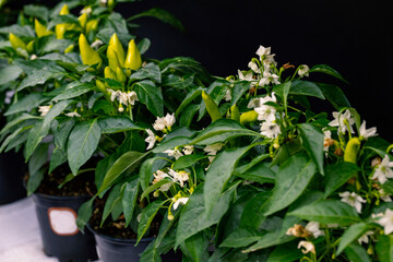 Obraz premium Homegrown of thai basil, dwarf red hot pepper plant, yellow tomato cherry in flower pots growing on french balcony at home, sunlight. Urban gardening and farming in the house. The banana pepper is an 