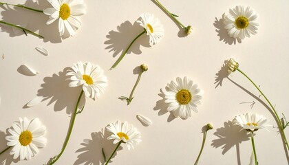 Overhead shot of white daisies with yellow centers scattered on a light beige surface