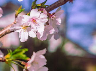 Obraz premium ソメイヨシノ桜6ー19