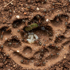 Ant colony working together carrying leaf and caring for larvae in dirt nest.