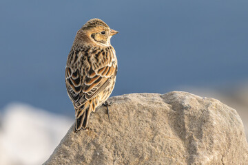 Lapland longspur perched on a boulder. © Lecia Michelle