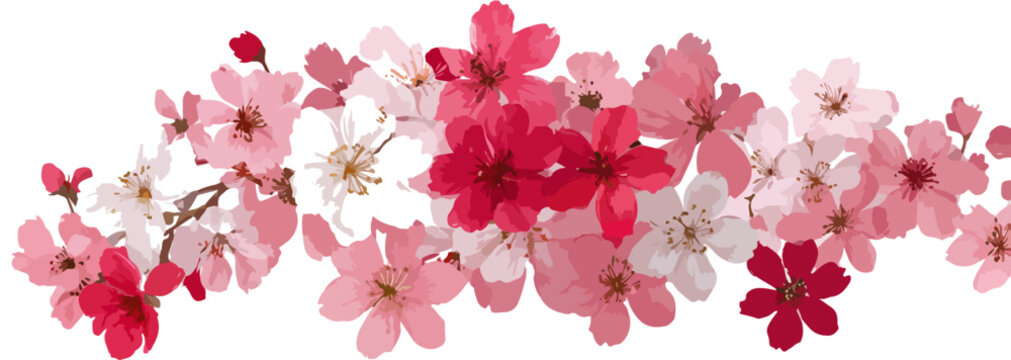 Fiori di ciliegio rosa e bianchi su sfondo trasparente, decorazione floreale primaverile delicata.