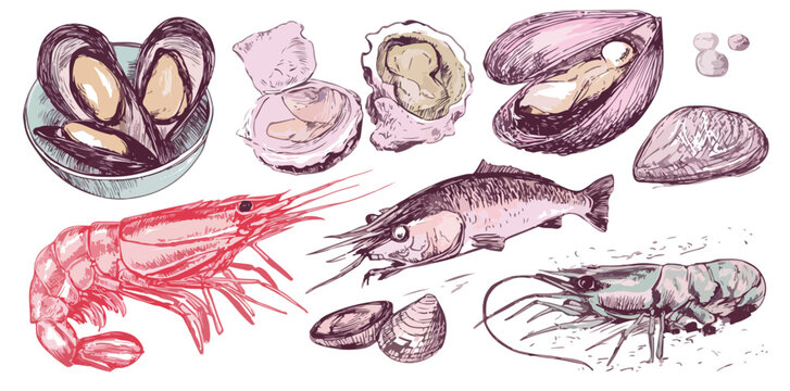 Illustrazione a mano di variet&agrave; di frutti di mare freschi, gamberi, ostriche e cozze su sfondo bianco.