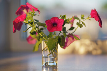 Cut stems of a blooming Petunia "Tidal Wave Hot Pink" placed in a small glass of water