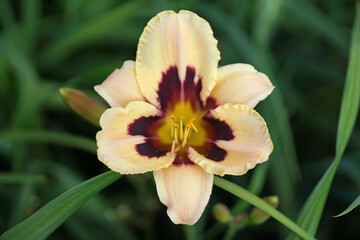The flower head of a Daylily "Moonlight Masquerade" growing outdoors in a garden in summer