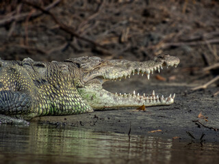 Obraz premium Close-up of a large crocodile basking on a muddy shore with its mouth open, showcasing sharp teeth and textured scales in natural light Huatulco, Oaxaca, Mexico.