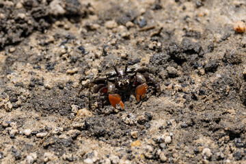 Close up of a red-fingered Marsh Crab in the mangrove swamp at Brooklyn, NSW, Australia