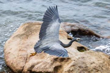 Close up of a white faced heron flying over rocky river shore with wings fully extended.