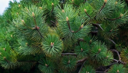 Fototapeta premium A Close Up Of A Green Pine Tree With Many Branches