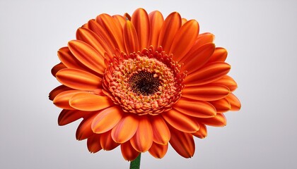 Vibrant Orange Gerbera Daisy On Transparent Background