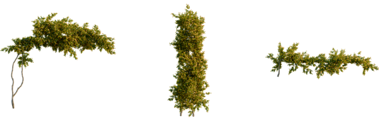 Bougainvillea spectabilis tree, front view, cutout, 4k png, transparent background, isolate, Three tree branch cutouts, organic shapes, plant elements