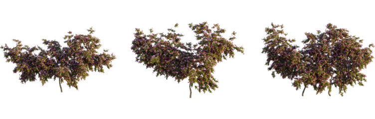 Bougainvillea spectabilis tree, front view, cutout, 4k png, transparent background, isolate, Blooming tree branches, floral tree, spring theme, tree cutout
