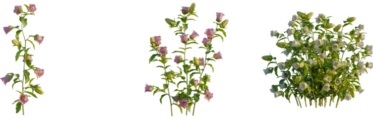 Campanula medium tree, front view, cutout, 4k png, transparent background, isolate, Floral tree branches, botanical elements, spring blooms, nature design