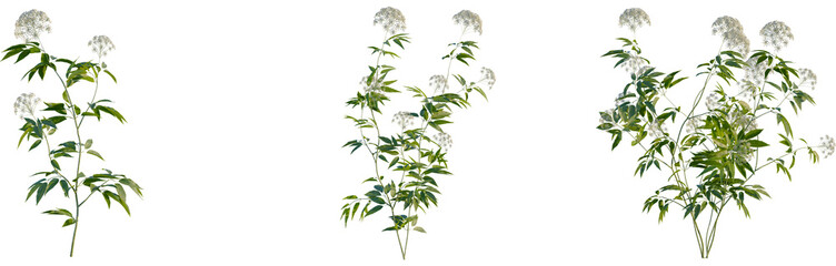 Fototapeta premium Cicuta virosa tree, front view, cutout, 4k png, transparent background, isolate, Flowering tree branch, botanical illustration, floral design element