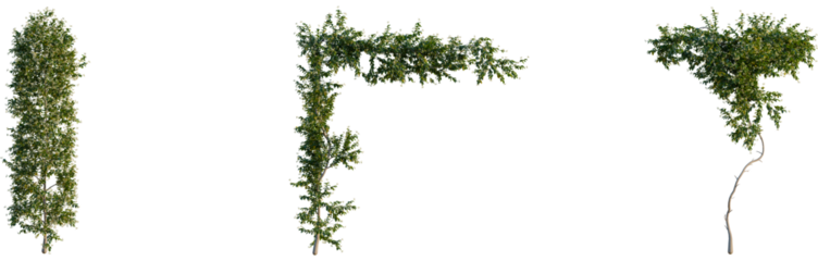 Trachelospermum jasminoides tree, front view, cutout, 4k png, transparent background, isolate, Themed tree cutouts, branch elements, leafy botanical themes