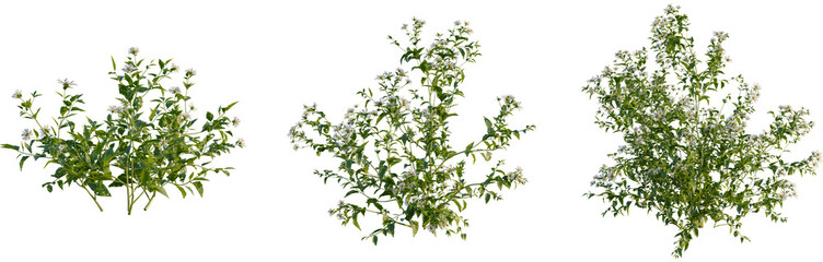 Obraz premium Aster albescens tree, front view, cutout, 4k png, transparent background, isolate, Floral tree branches, botanical elements, spring bloom, nature design