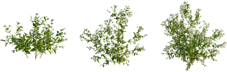 Aster albescens tree, front view, cutout, 4k png, transparent background, isolate, Floral tree branches, botanical elements, spring bloom, nature design