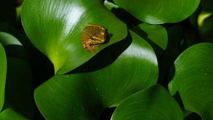 A small tree frog resting among lush water hyacinth leaves in a tropical wetland environment. The frog blends naturally with green foliage, showcasing wildlife camouflage, amphibian behavior, and biod