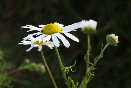 mayweed wildflower on dark background