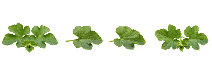 Set of Cucumber Leaves (Cucumis sativus) with Detailed Botanical Brush Texture for Organic and Agricultural Design, isolated on transparent png background, oil paint