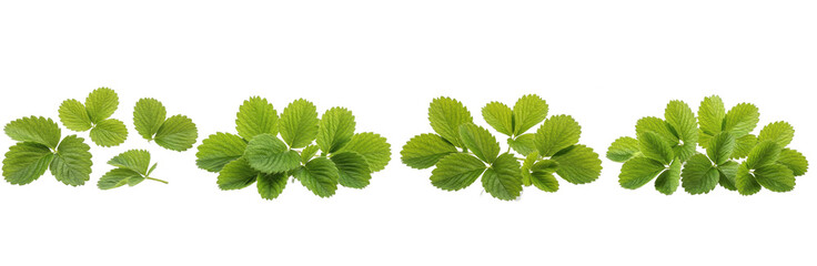 Set of Strawberry Leaves (Fragaria &times; ananassa) with Detailed Botanical Brush Texture for Organic Branding and Natural Design, isolated on transparent png background, oil paint