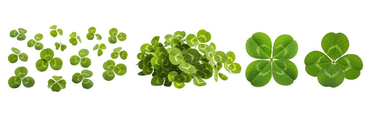 Set of Clover Leaves (Trifolium) with Detailed Botanical Brush Texture for Natural Design and Lucky Branding, isolated on transparent png background, oil paint