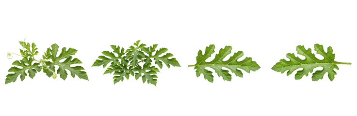 Set of Watermelon Leaves (Citrullus lanatus) with Detailed Botanical Brush Texture for Organic Food and Agricultural Design, isolated on transparent png background, oil paint