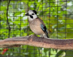 great tit parus major