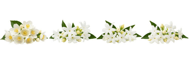 Set of Jasmine Leaves (Jasminum officinale) with Delicate Botanical Brush Texture for Elegant Design and Branding, isolated on transparent png background, oil paint