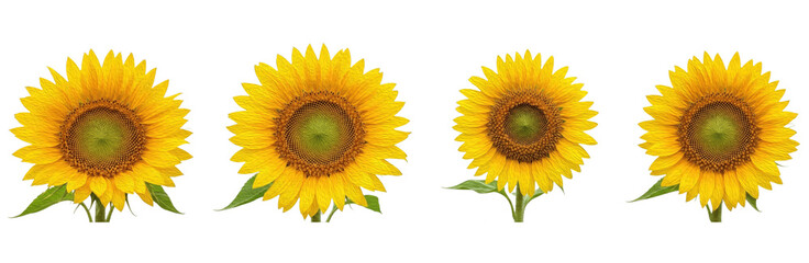 Set of Bright Sunflower with Leaves (Helianthus annuus) with Detailed Botanical Brush Texture for Natural Design and Branding, isolated on transparent png background, oil paint