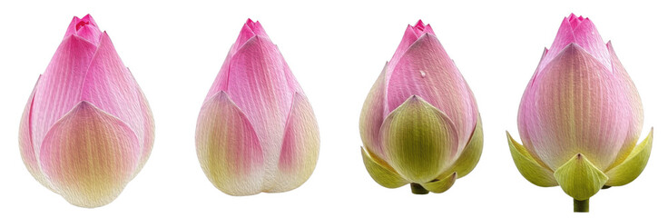 Set of Soft Pink Flower Buds with Delicate Botanical Brush Texture for Elegant Design and Branding, isolated on transparent png background, oil paint