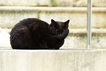 目をつぶる黒い野良猫
