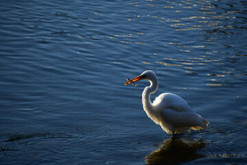魚をくわえる朝のダイサギ