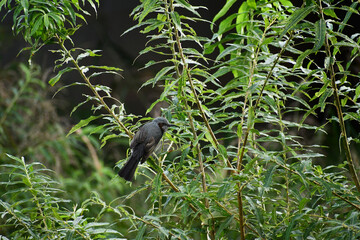 ヤマギに止まる秋のヒヨドリ