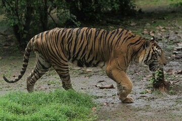 a sumatran tiger walking in the field after the rain