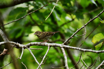 葉が落ちた枝に止まるアオジ