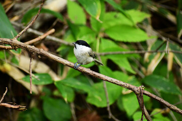太い枝に止まる秋のハシブトガラ