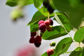 鉢植えのジューンべリーについた実