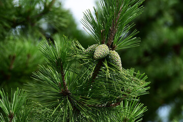 つき始めの松ぼっくり