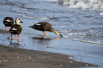 海水を飲むカルガモ