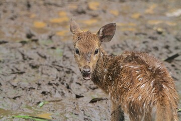 close up view of axis deer standing while looking back